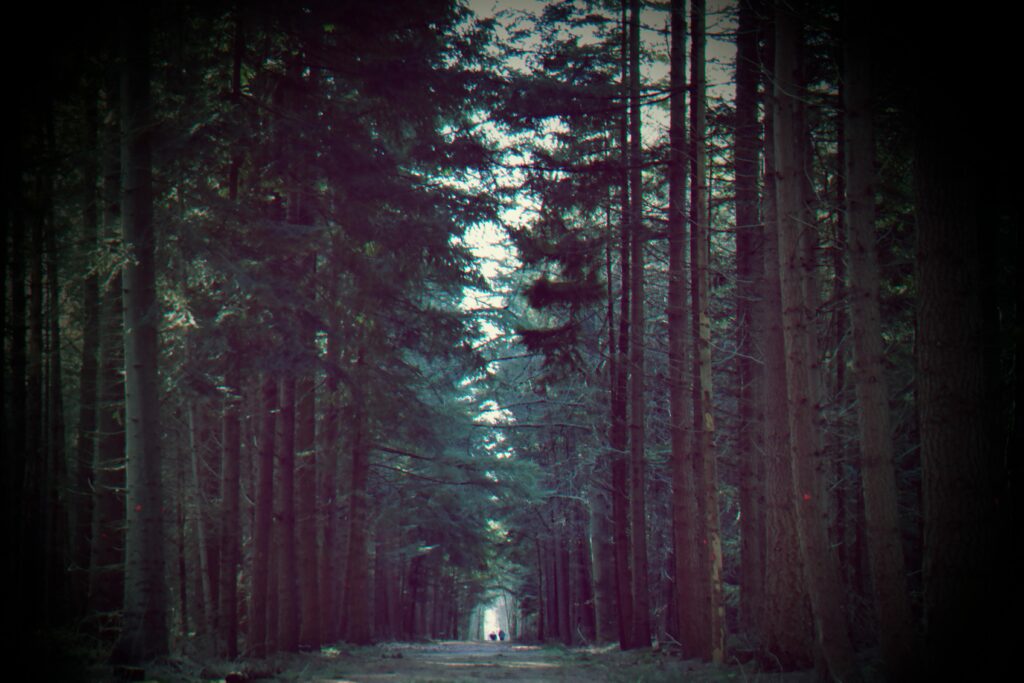 A misty forest pathway lined with tall evergreen trees, creating a moody atmosphere.